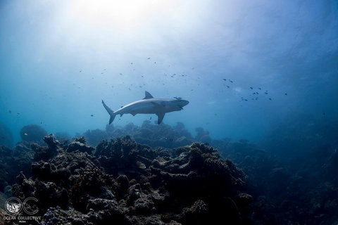 Whale Shark Adventure Tour - Accommodation Europe 6