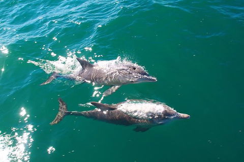 Sailing Kayak Adventure Through The Peel Harvey Estuary - Events Australia 1