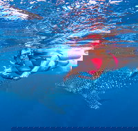 Full-Day Whale Sharks Swimming Experience on Ningaloo Reef - Events Australia