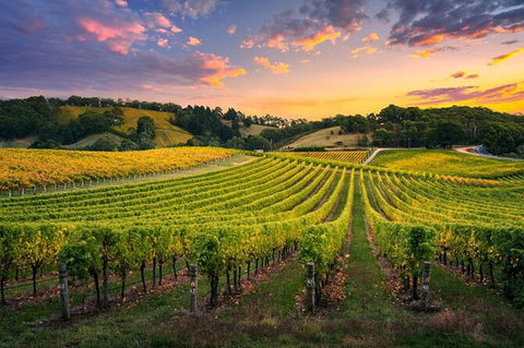 Swan Valley Sunset Wine Tour - Premium Small Group Tour - Events Australia 0