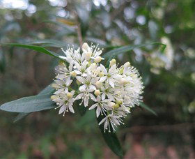 Barringella NSW Events Australia