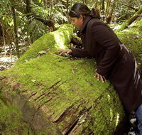 Washpool National Park - Washpool Walk - Events Australia