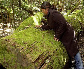 Washpool National Park - Washpool Walk - Events Australia 0