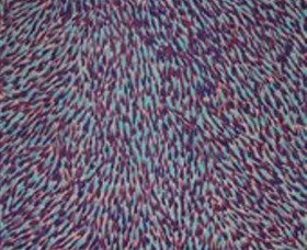 Moruben NSW Events Australia