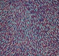 The Gate Gallery - Wollombi - Events Australia