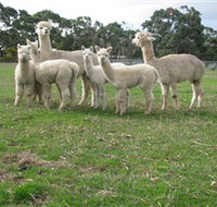 Blackgate Lodge Alpaca Stud - Tourism Bookings