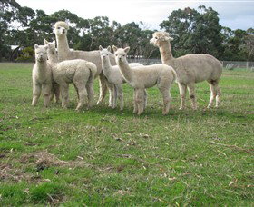 Blackgate Lodge Alpaca Stud - Tourism Bookings 0