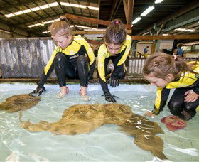 Australian Shark And Ray Centre - Accommodation Europe 0