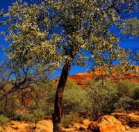 Mt Romance Australia Pty Ltd - Tourism Bookings