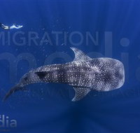 Migration Media - Accommodation Europe