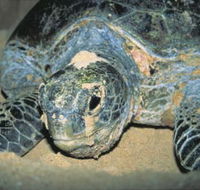 Turtle Nesting Season - Events Australia