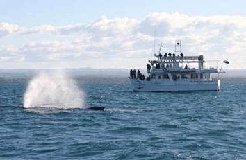 Dolphin Watch Cruises - Events Australia