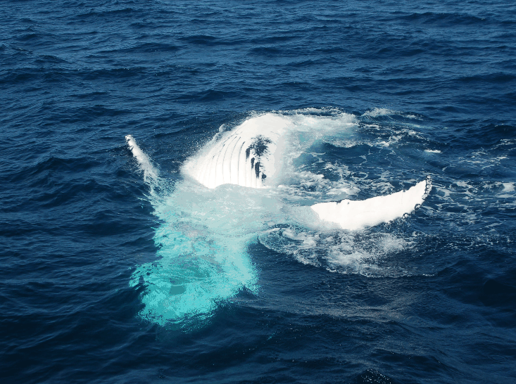 Dolphin Wild Cruises - Events Australia