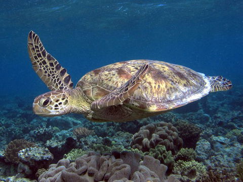 Calypso Reef Charters - Events Australia 1