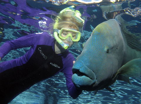 Calypso Reef Charters - Events Australia 4