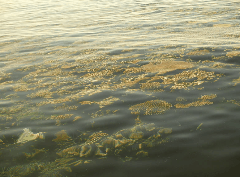 Eco Jet Safari - Events Australia 1