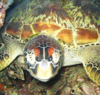 Adrenalin Snorkel and Dive - Events Australia