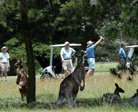 Glen Innes Golf Club - Tourism Bookings 0
