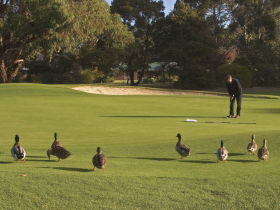 Royal Hobart Golf Club - Events Australia 0