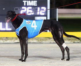 Bulli Greyhound Racing Club - Events Australia 3
