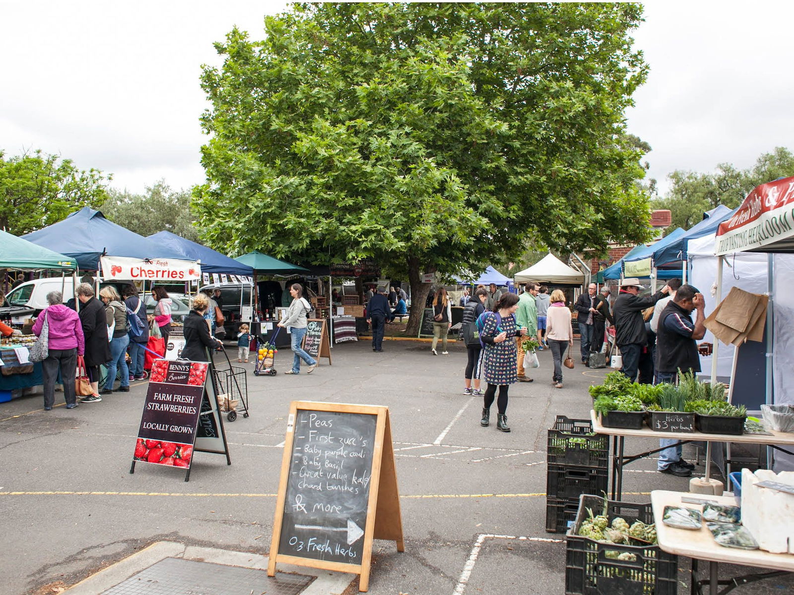 Alphington VIC Events Australia