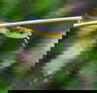 Be Welcomed by Wildlife at the Australian Wildlife Sanctuary - Events Australia