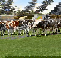 Brighton Show - Events Australia