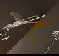 Dragonfly Discovery - Events Australia