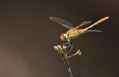 Dragonfly Discovery - Events Australia 0