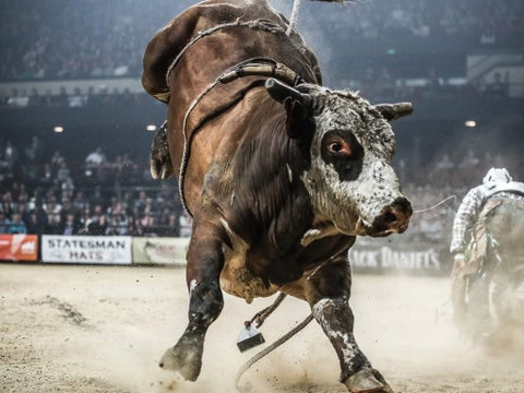 PBR Hawkesbury Stampede - Tourism Bookings 1