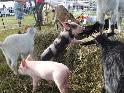 Primex Field Days - Events Australia 2