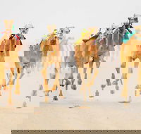 The Quirindi Camel Cup - Events Australia