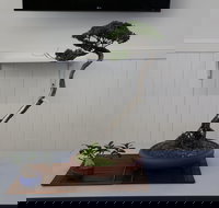 Wauchope Bonsai Workshop Group - Events Australia