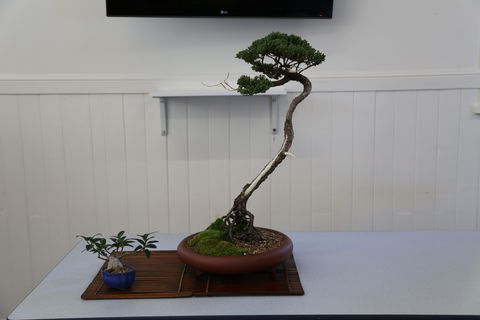 Wauchope Bonsai Workshop Group - Tourism Bookings 0
