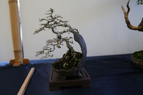 Wauchope Bonsai Workshop Group - Tourism Bookings 1