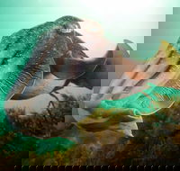 Whyalla Maritime Museum - Cuttlefish Capers - Events Australia