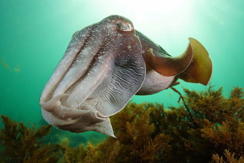 Whyalla Maritime Museum - Cuttlefish Capers - Events Australia 0