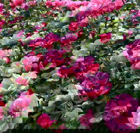 2020 Woolmers Estate Festival of Roses - Events Australia