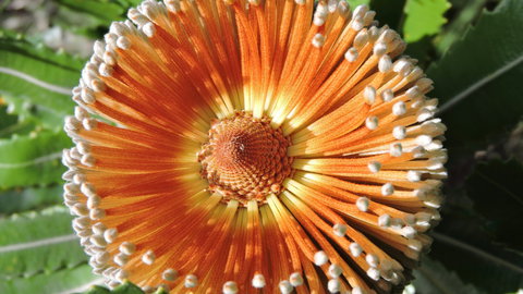 Australian Flora: Past, Present And Future - Events Australia 1