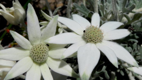 Australian Flora: Past, Present And Future - Events Australia 2