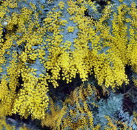 Australian Wattle Day  the Old Bus Depot Markets - Tourism Bookings