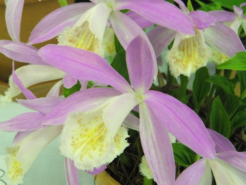 Blackheath Flower And Craft Show - Events Australia 2