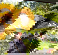 Blackville Arts and Market Day - Events Australia