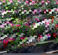 Culburra Beach Monthly Markets - Events Australia