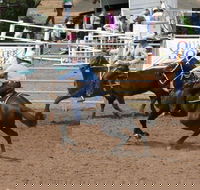 Dalgety Team Penning - Events Australia