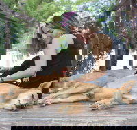 Dingo Den Discovery Experience - Events Australia