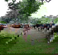 Dorrigo Agricultural Show - Events Australia