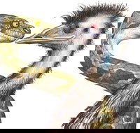 Edward The Emu - Events Australia