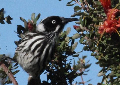 Esperance Wildflower Festival - Events Australia 0