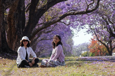 Grafton Jacaranda Festival - Events Australia 1